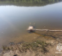 В Тульской области утонули еще двое мужчин