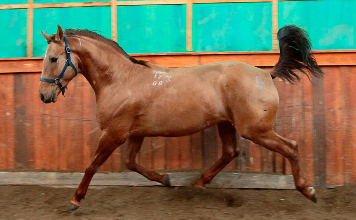 В Ясногорском районе пропал конь по кличке Бомбей