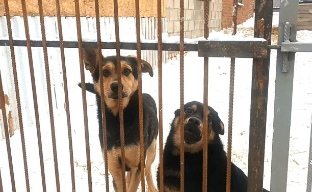 Тулячка обвинила «Континент+» в жестоком обращении с собаками: дело дошло до полиции