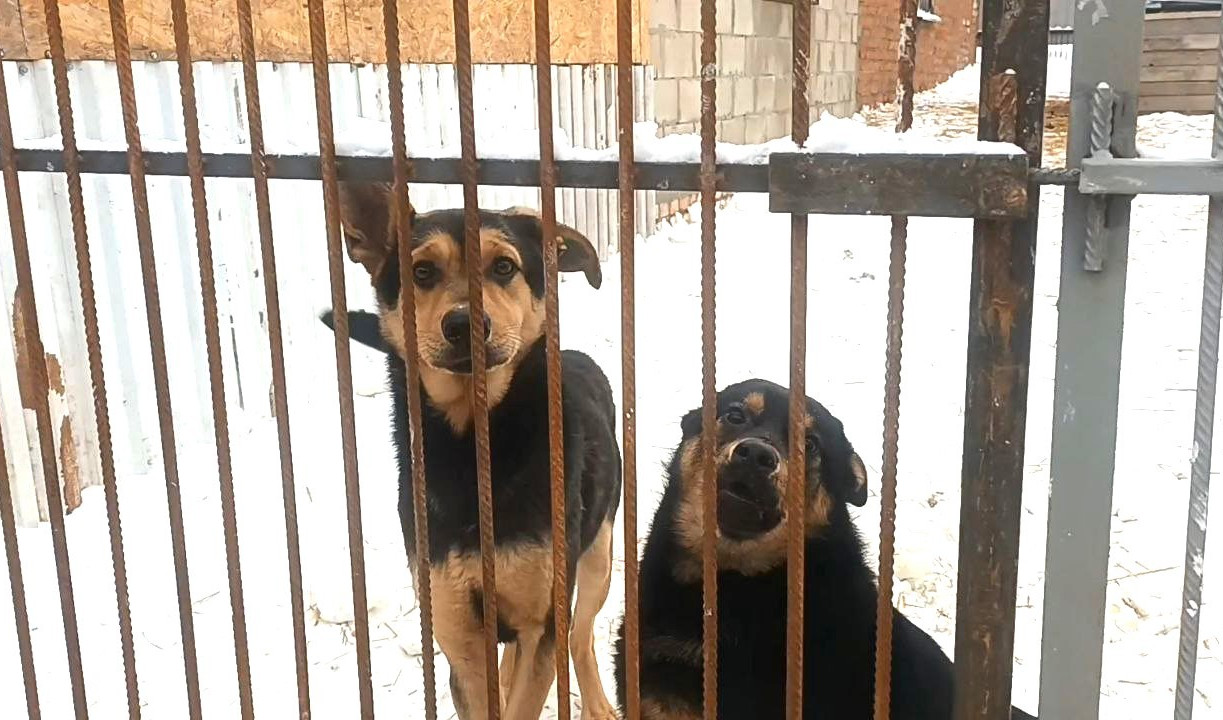 Тулячка обвинила «Континент+» в жестоком обращении с собаками: дело дошло до полиции