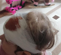 В Щекино упавший с балкона камень разбил ребенку голову