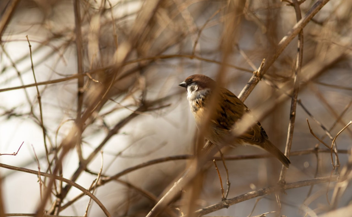 Погода в Туле 18 марта: до +10 и без осадков