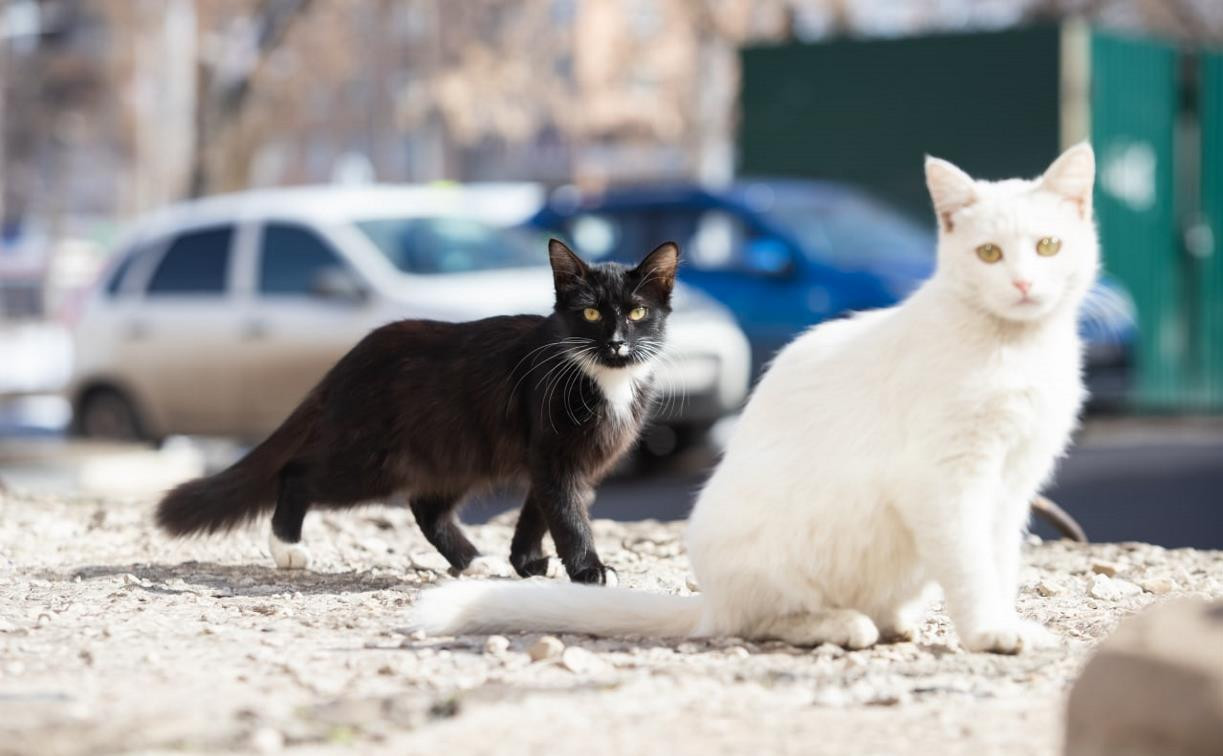 Музей-заповедник «Куликово поле» расскажет о роли котов в истории России