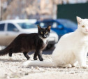 Музей-заповедник «Куликово поле» расскажет о роли котов в истории России
