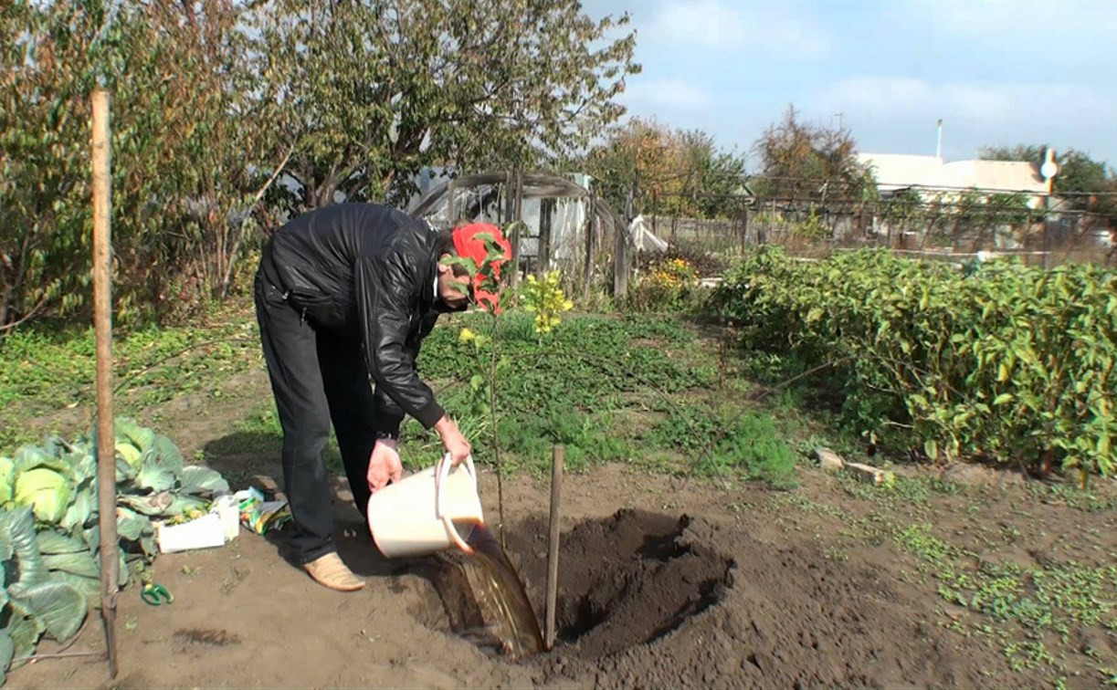 В Ясногорске 80-летний пенсионер украл деревья с соседской дачи