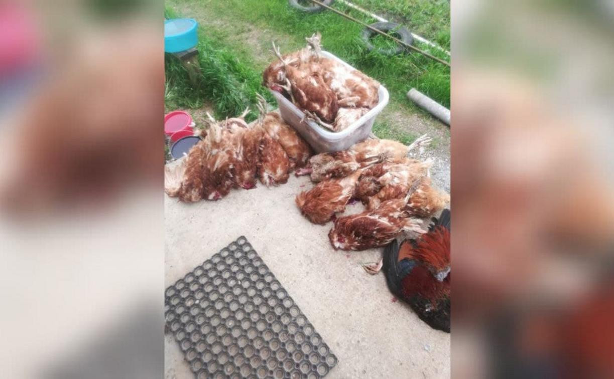 В Киреевском районе бродячие собаки задушили 18 кур