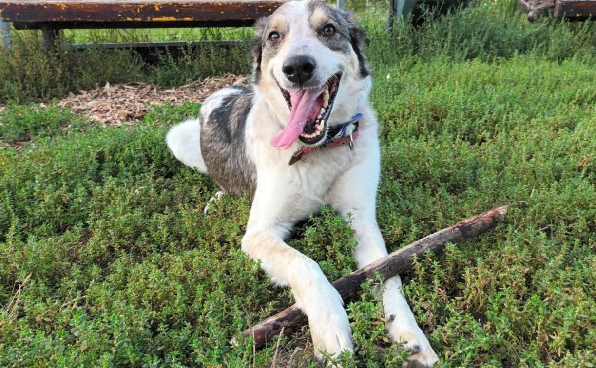 В Туле каждый четвертый владелец собаки мечтает брать питомца на работу