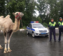 В Тульской области сбежавшего верблюда вернули в передвижной цирк