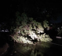 В Туле упавшие из-за ветра и грозы деревья перекрыли улицы: фото и видео