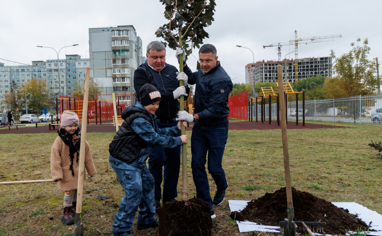 Администрация Тулы вместе с депутатами высадила клёны во дворе дома в Советском округе 