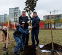 Администрация Тулы вместе с депутатами высадили клёны во дворе дома в Советском округе 