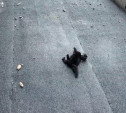 Упавшие с балкона котята в Ясногорске чудом остались живы: нужна помощь