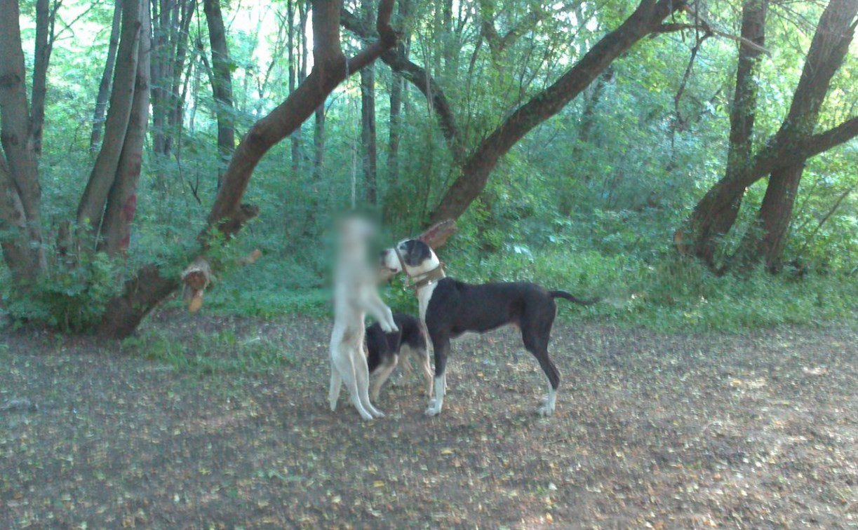 В Туле в лесу возле «Макси» нашли повешенную собаку