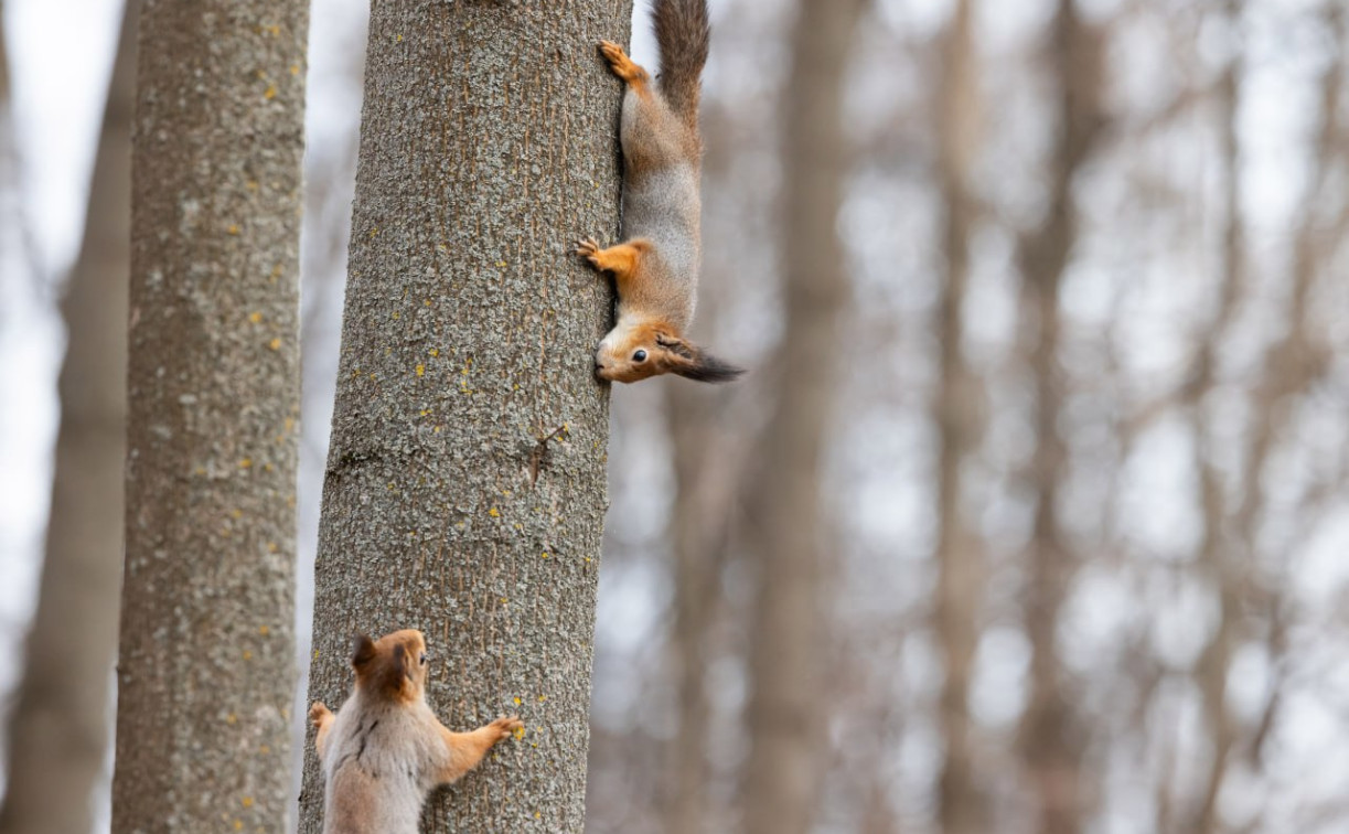 Какая погода ждет туляков 13 апреля: днем без осадков и до +15°