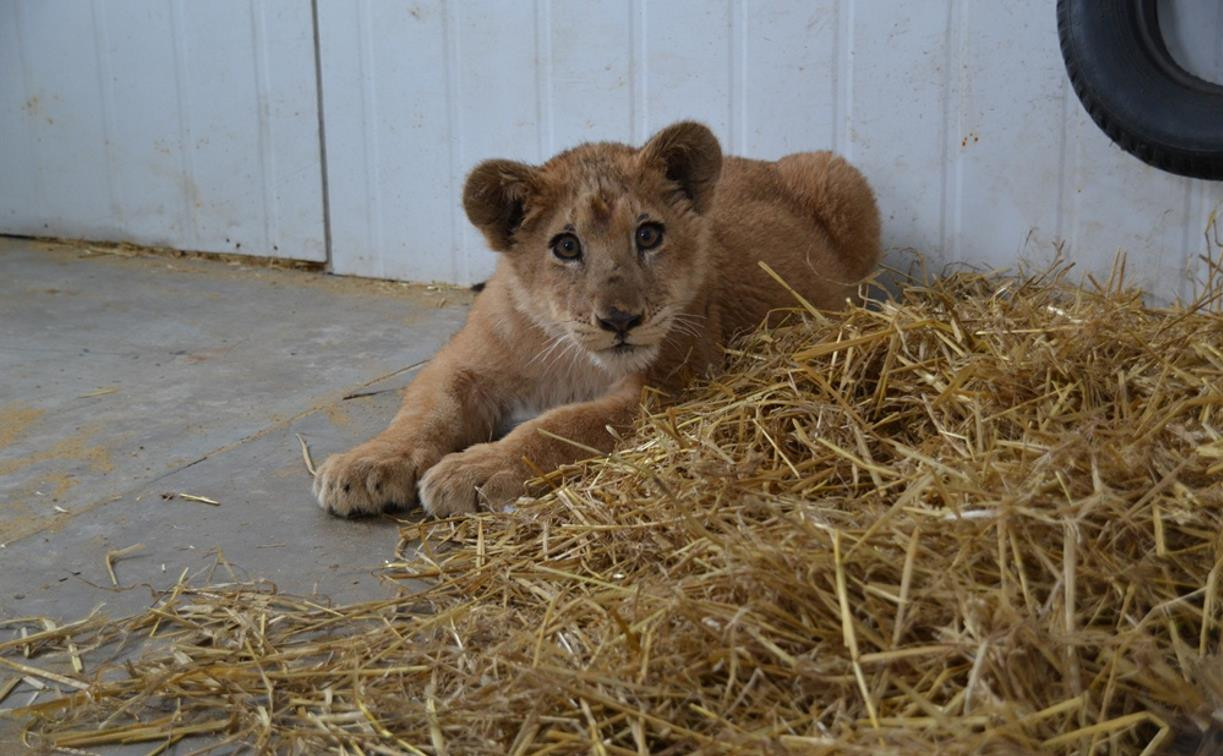 Как в тульском зоопарке живет львенок, которого хотели незаконно вывезти из России