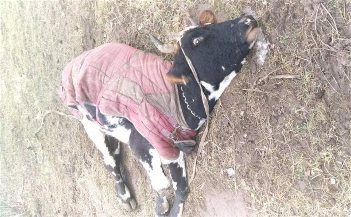 Прокуратура проверила информацию о массовой гибели коров и лошадей в деревне под Тулой