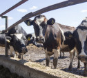Тульская ферма может уйти с молотка из-за кредитных долгов