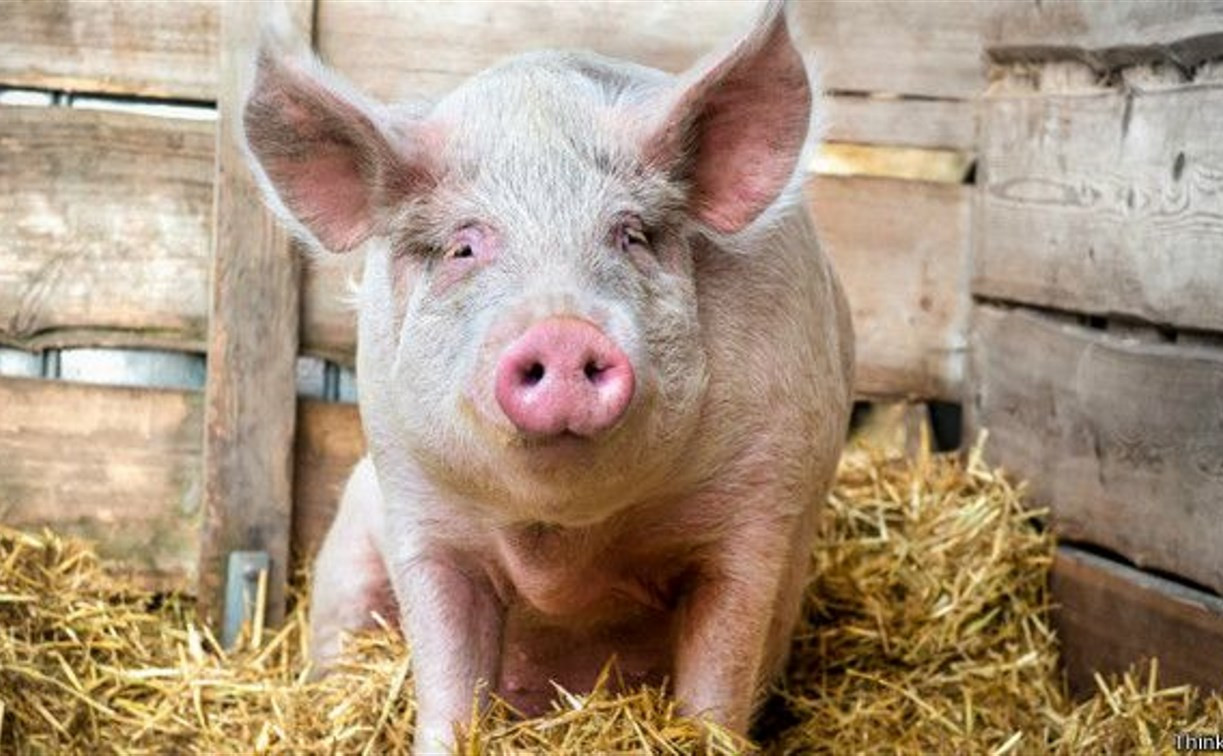 В Венёвском районе мужчина украл свинью