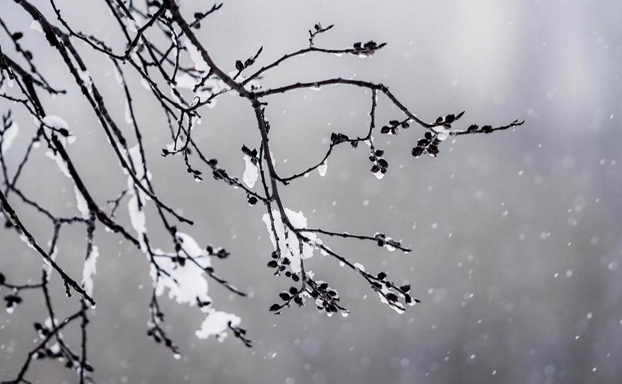 Погода в Туле 15 февраля: мокрый снег, порывистый ветер и оттепель