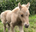 Прибой, Пломбир и Пумба: туляки выбирают имя малышу-пони