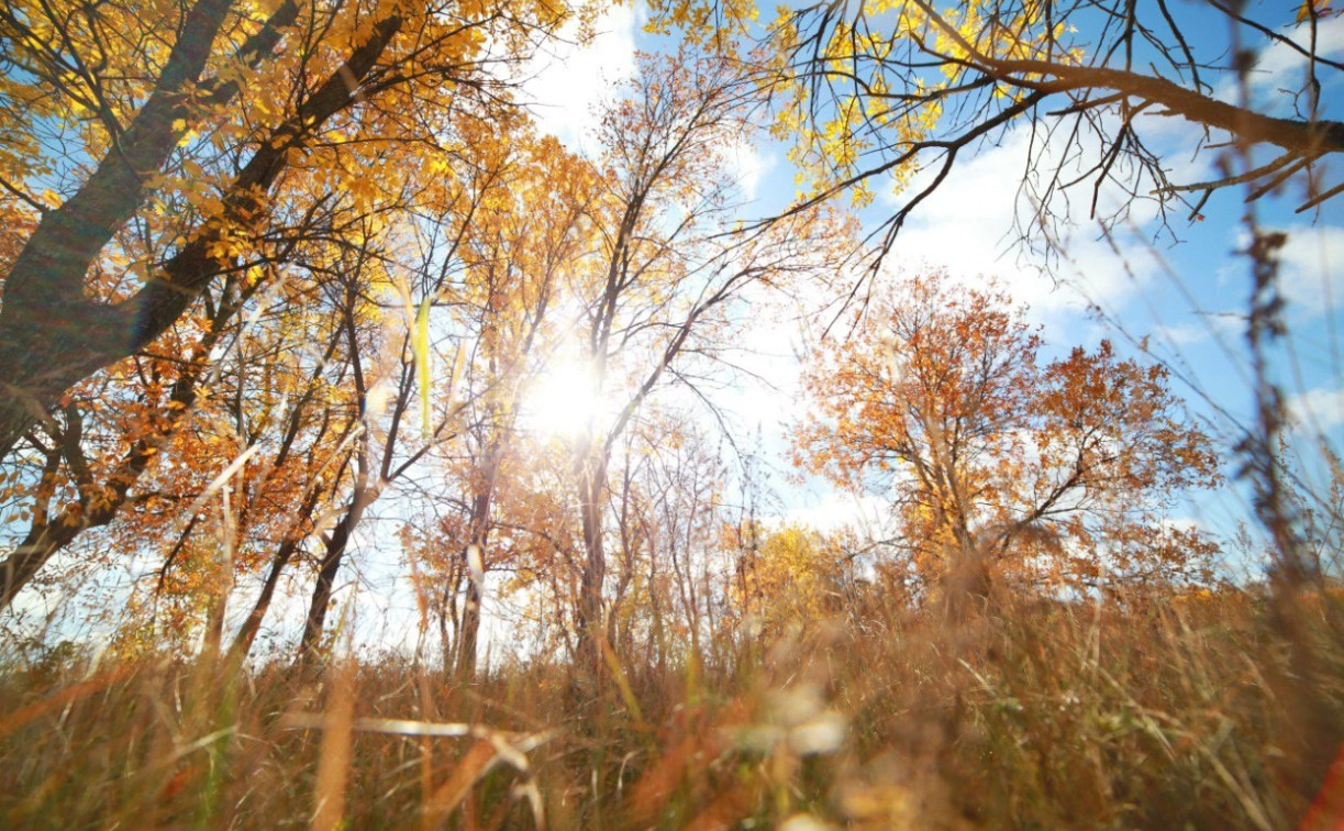 В Ясногорском районе туляку разрешили посадить лес на своем сельхозучастке