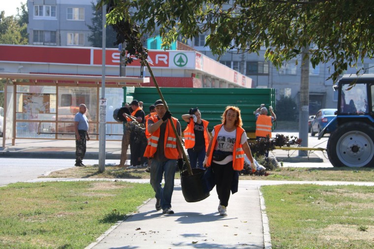 Глобозум и Друммонди: в Туле на улице Кауля высаживают клены разной породы