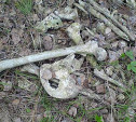 В Тульской области обнаружили скелетированные останки человека