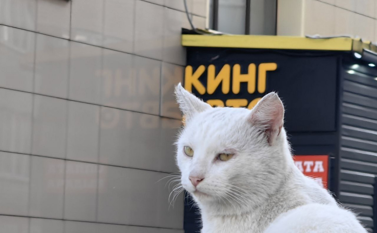 В Тулу привезли 21 кг наркотиков в пачках Royal Canin