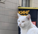 В Тулу привезли 21 кг наркотиков в пачках Royal Canin