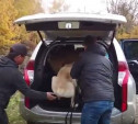 Алексинцы спасли отощавших алабаев, которых хозяин бросил на привязи: видео