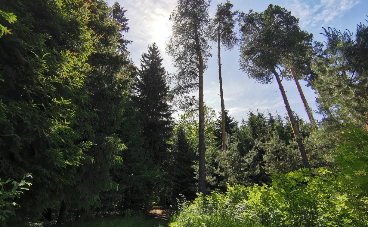 В Тульской области сформировано 13 лесопарковых зеленых поясов: что это изменит?