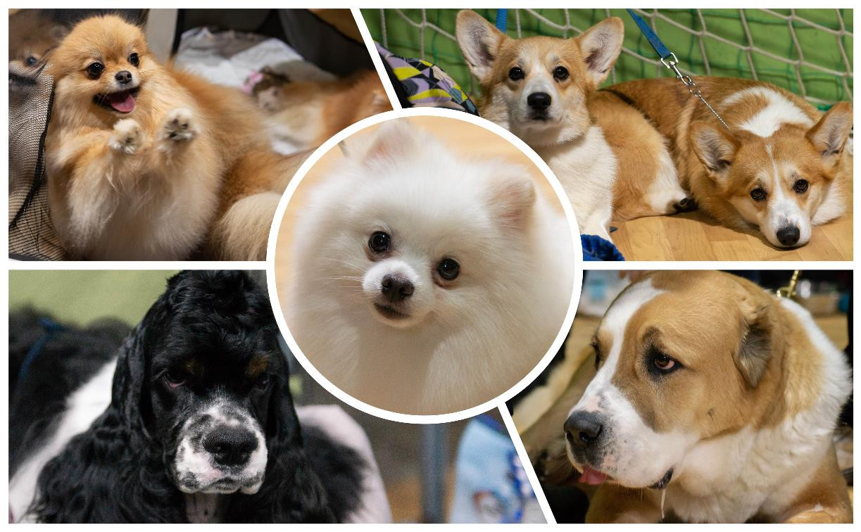 В Туле прошла выставка собак всех пород: фоторепортаж
