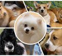 В Туле прошла выставка собак всех пород: фоторепортаж