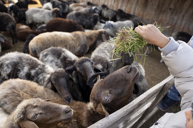 В Ефремовском районе Россельхознадзор обязал поставить забор и установить дезковрики на ферме