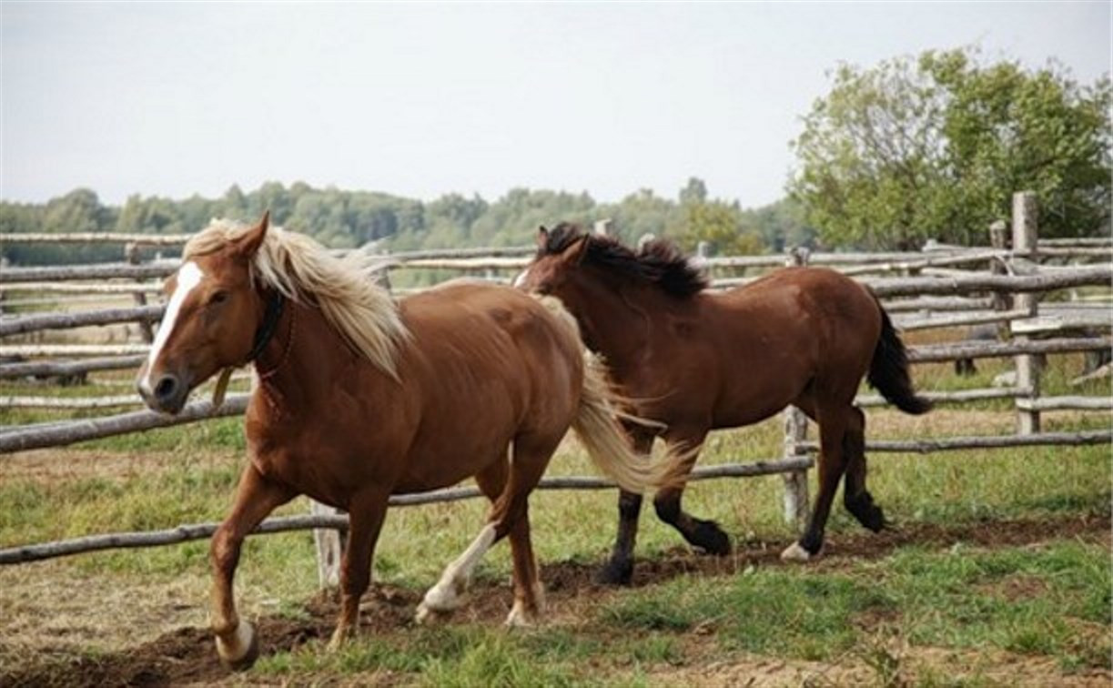 В Тульской области конокрады увели из фермерского хозяйства 5 породистых лошадей