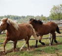 В Тульской области конокрады увели из фермерского хозяйства 5 породистых лошадей