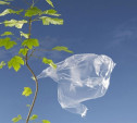 25 августа Тула откажется от пластиковых пакетов
