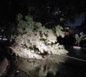 В Туле из-за шквалистого ветра рухнули 18 деревьев