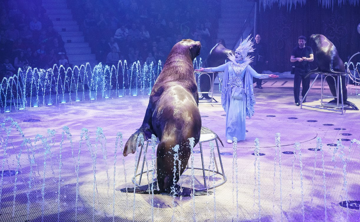 В тульском цирке открылось «Шоу волшебных фонтанов»