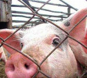 Россельхознадзор запретил ввоз свинины из Молдавии