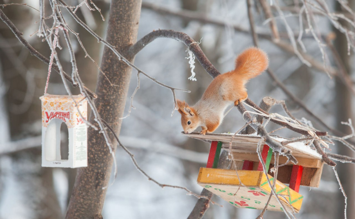 Тулякам рассказали, чем можно подкармливать белок и птиц в парках 
