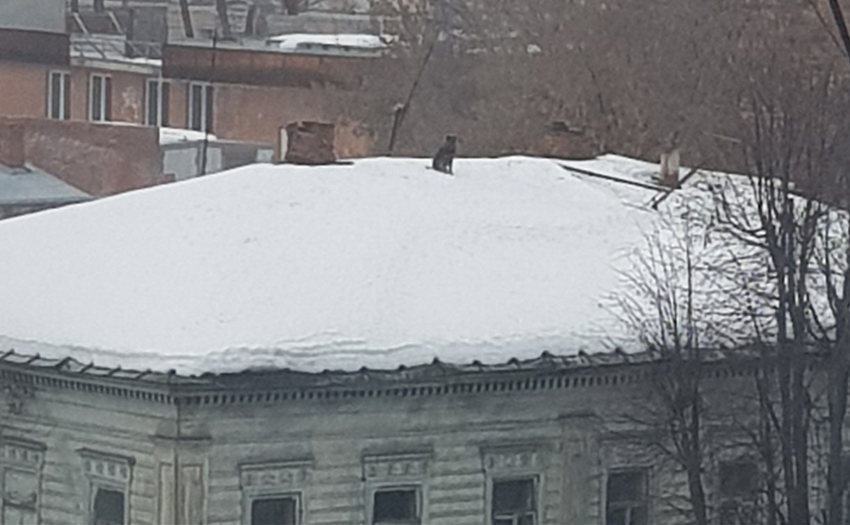 Туляки помогли застрявшей на крыше заброшенного дома собаке