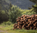 Неизвестные вырубили лес в Щёкинском районе: ущерб составил более 100 тысяч рублей