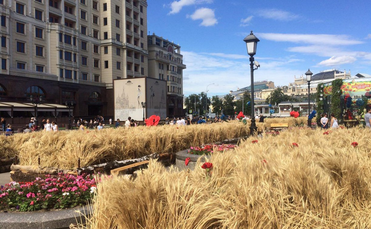 В центре Москвы вяжут в снопы тульскую пшеницу