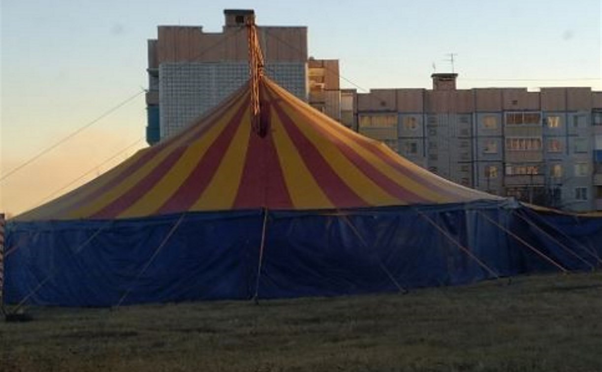 Нечем кормить животных: Бродячий цирк просит туляков о помощи