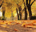 Погода в Туле 3 октября: золотая осень и бабье лето
