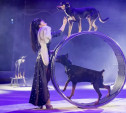 Премьера новогодней программы в Тульском цирке: встречные качели, Дед Мороз и тигры