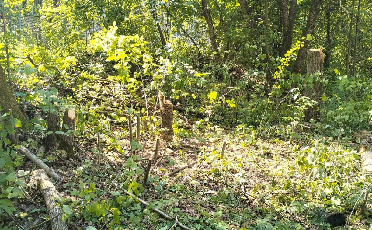 В Алексине незаконно вырубили деревья на территории бывшего санатория «Заполярье»