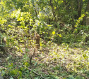В Алексине незаконно вырубили деревья на территории бывшего санатория «Заполярье»
