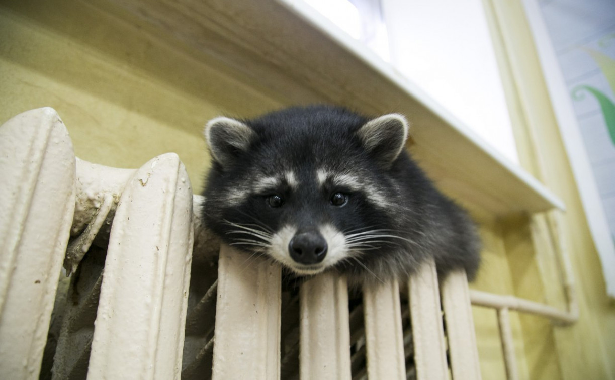 Куда туляки могут пожаловаться на холодные батареи